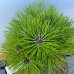 Borovica čierna (Pinus nigra) ´MARIE BREGEON´® – výška 20-30 cm, kont. C3L 